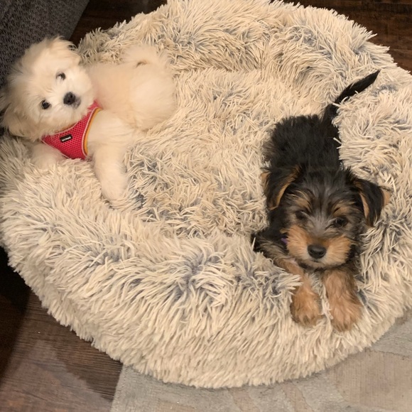 Meet your Posher, Crystal - Picture 7 of 9